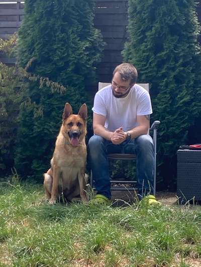 Alles rund um den Schäferhund, diskutieren erwünscht.-Beitrag-Bild