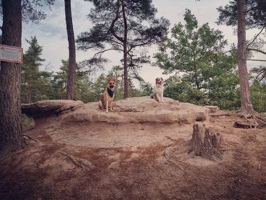 Alles rund um den Schäferhund, diskutieren erwünscht.-Beitrag-Bild