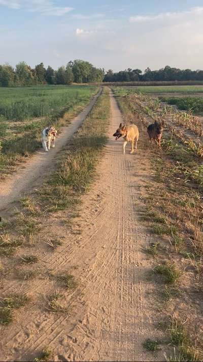 Alles rund um den Schäferhund, diskutieren erwünscht.-Beitrag-Bild