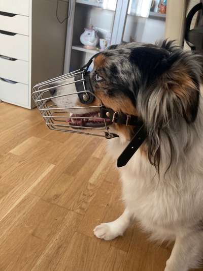 Alles rund um den Schäferhund, diskutieren erwünscht.-Beitrag-Bild