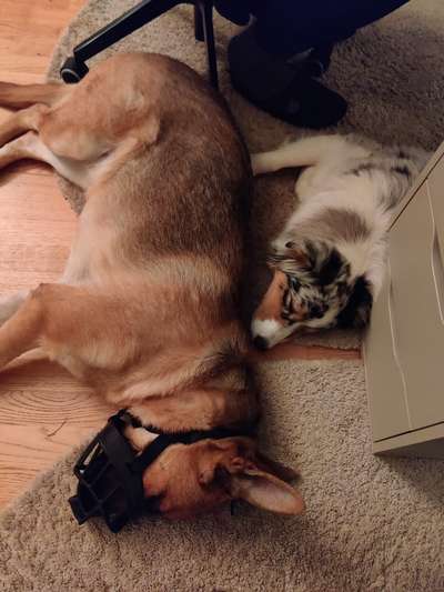 Alles rund um den Schäferhund, diskutieren erwünscht.-Beitrag-Bild