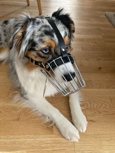 Alles rund um den Schäferhund, diskutieren erwünscht.-Beitrag-Bild