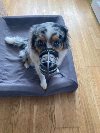 Alles rund um den Schäferhund, diskutieren erwünscht.-Beitrag-Bild