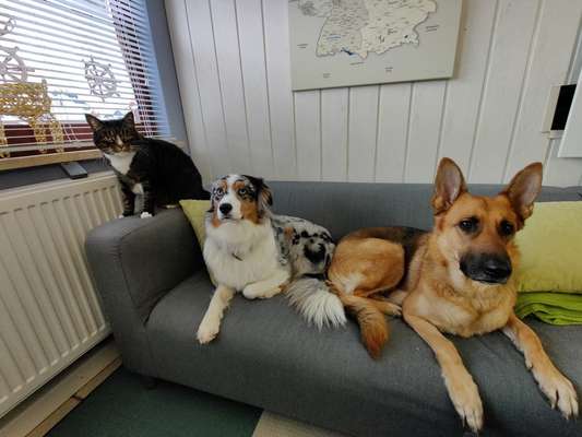 Alles rund um den Schäferhund, diskutieren erwünscht.-Beitrag-Bild