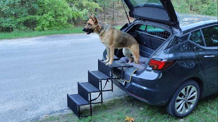 Alles rund um den Schäferhund, diskutieren erwünscht.-Beitrag-Bild