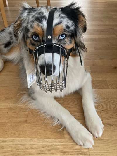 Alles rund um den Schäferhund, diskutieren erwünscht.-Beitrag-Bild