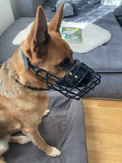 Alles rund um den Schäferhund, diskutieren erwünscht.-Beitrag-Bild