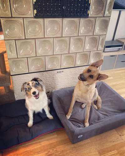 Alles rund um den Schäferhund, diskutieren erwünscht.-Beitrag-Bild