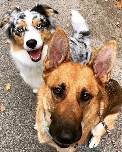 Alles rund um den Schäferhund, diskutieren erwünscht.-Beitrag-Bild