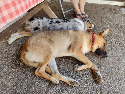 Alles rund um den Schäferhund, diskutieren erwünscht.-Beitrag-Bild