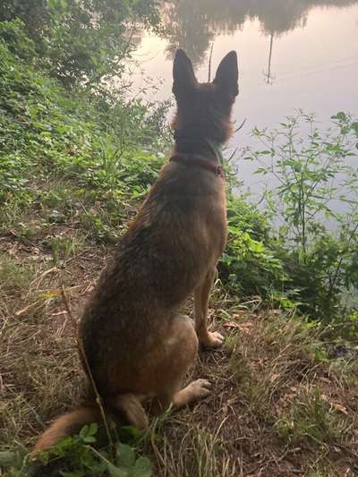 Alles rund um den Schäferhund, diskutieren erwünscht.-Beitrag-Bild