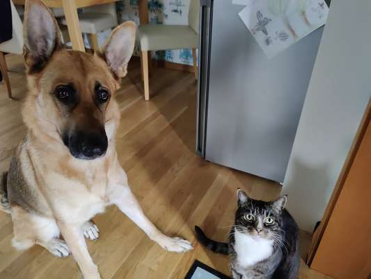 Alles rund um den Schäferhund, diskutieren erwünscht.-Beitrag-Bild