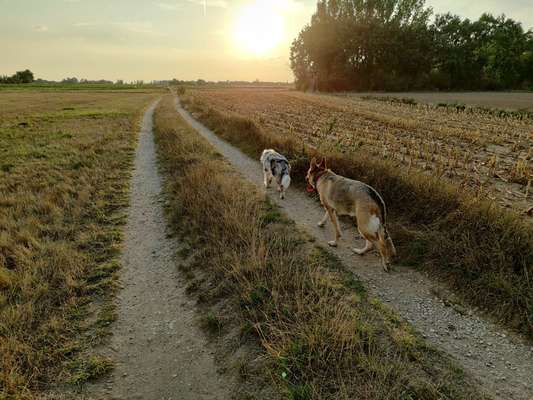 Aussies-Beitrag-Bild