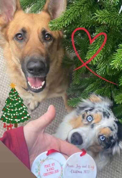 Alles rund um den Schäferhund, diskutieren erwünscht.-Beitrag-Bild