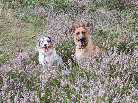 Alles rund um den Schäferhund, diskutieren erwünscht.-Beitrag-Bild