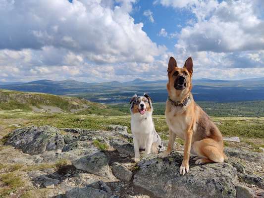 Alles rund um den Schäferhund, diskutieren erwünscht.-Beitrag-Bild