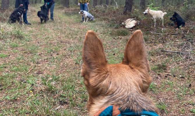 Alles rund um den Schäferhund, diskutieren erwünscht.-Beitrag-Bild