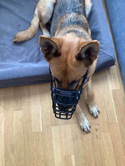 Alles rund um den Schäferhund, diskutieren erwünscht.-Beitrag-Bild