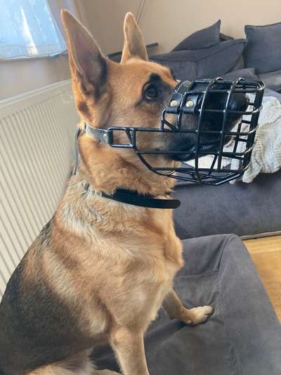 Alles rund um den Schäferhund, diskutieren erwünscht.-Beitrag-Bild