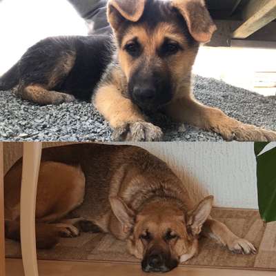 Alles rund um den Schäferhund, diskutieren erwünscht.-Beitrag-Bild