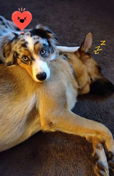 Alles rund um den Schäferhund, diskutieren erwünscht.-Beitrag-Bild