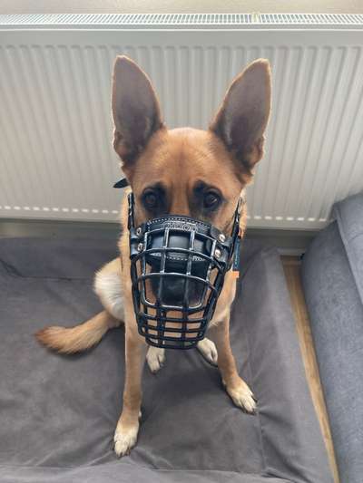 Alles rund um den Schäferhund, diskutieren erwünscht.-Beitrag-Bild