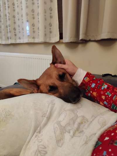 Alles rund um den Schäferhund, diskutieren erwünscht.-Beitrag-Bild