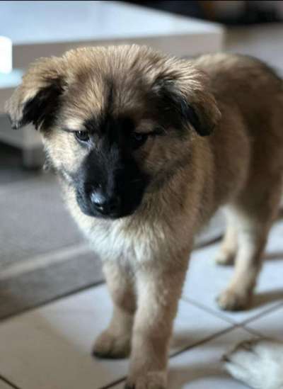 Als Welpen sind sie alle noch süßer-Beitrag-Bild