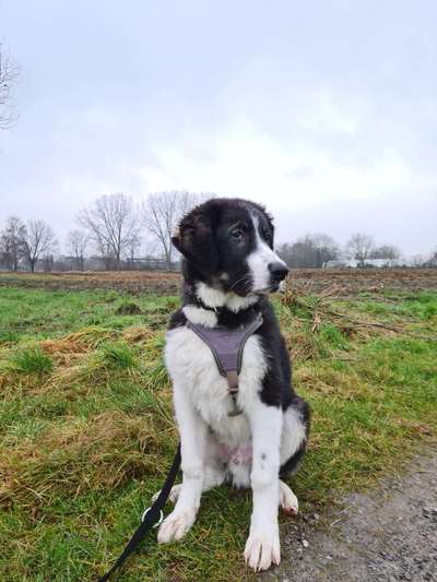 Wie groß waren eure welpen ?-Beitrag-Bild