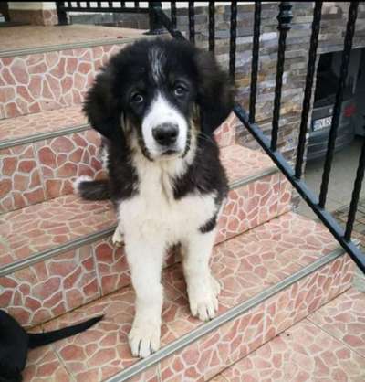 Als Welpen sind sie alle noch süßer-Beitrag-Bild