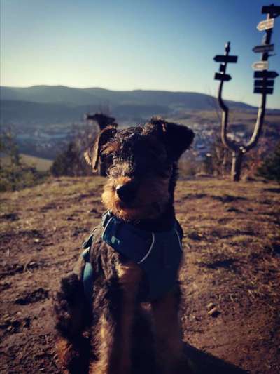 Airedale Terrier-Beitrag-Bild