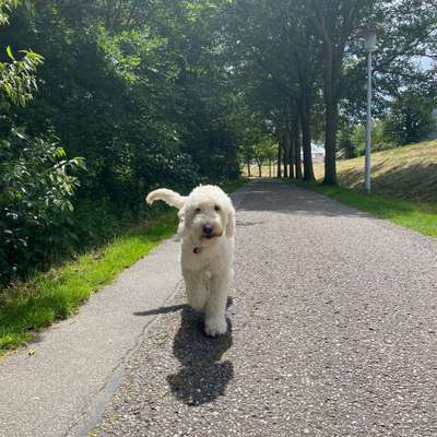 Hundetreffen-Spaziergang durchs Südwäldchen-Bild