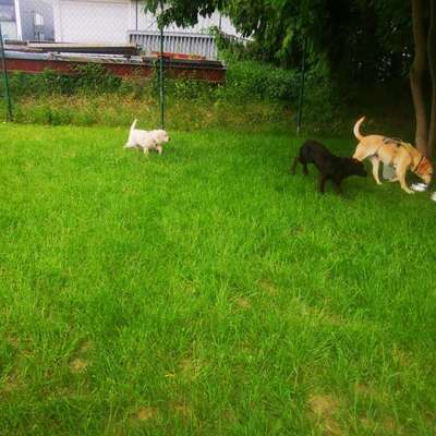 Hundetreffen-Spielrunde/kleine Runden-Bild