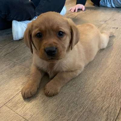 Hundetreffen-Sozialkontakte für Welpen (14 Wochen) Nähe Mellrichstadt