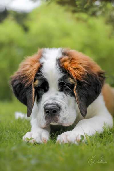 Welpen Bilder !-Beitrag-Bild