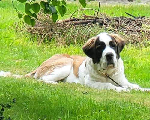 Welpen Bilder !-Beitrag-Bild