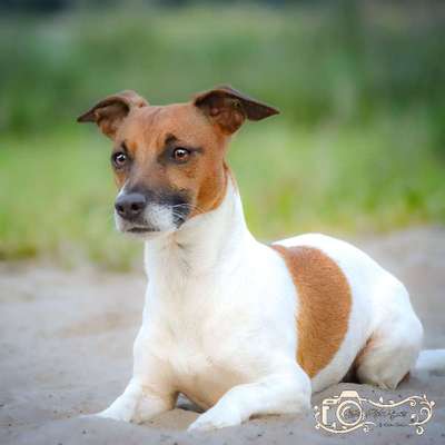 %{de_profession_title}-Fotografin für Tier und Tier-Mensch Team-Bild