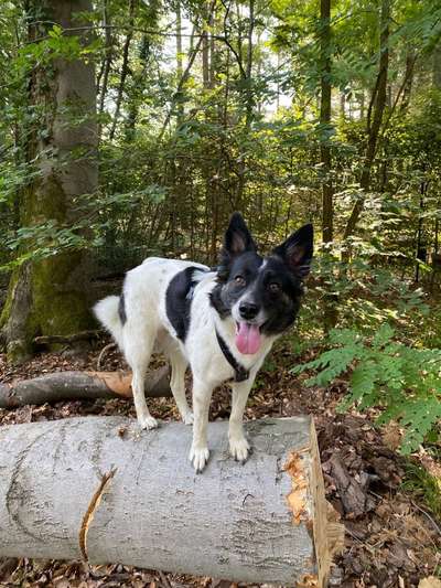 Mischlinge raten - Rätselspaß-Beitrag-Bild