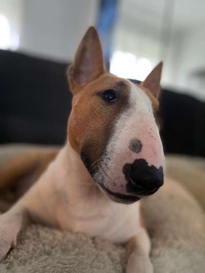 Miniatur Bull Terrier-Beitrag-Bild