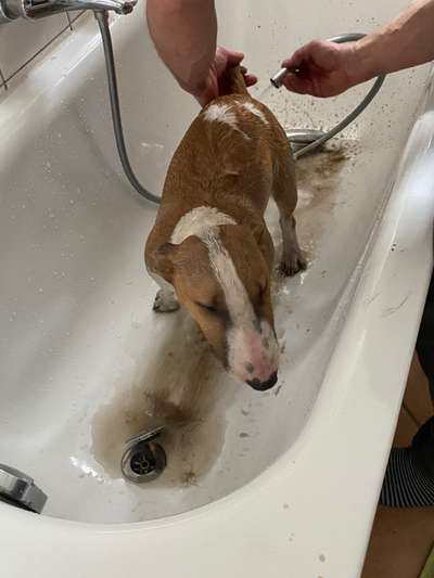 Miniatur Bull Terrier-Beitrag-Bild