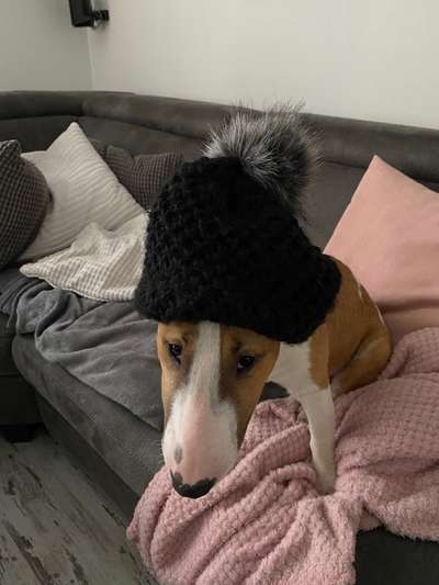 Miniatur Bull Terrier-Beitrag-Bild