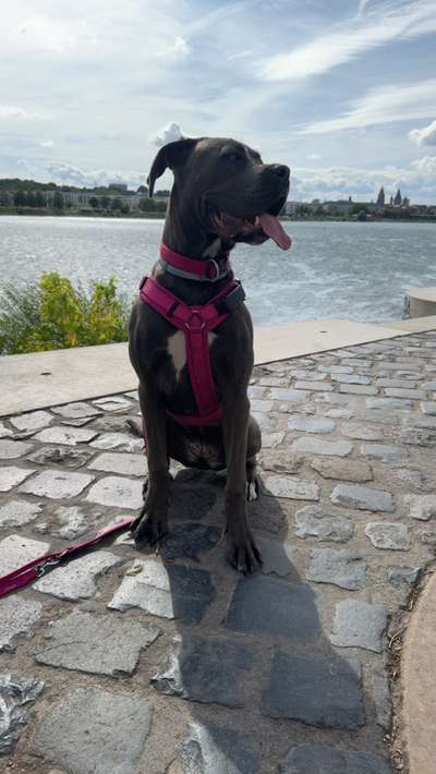 Hundetreffen-Freunde zum spielen und trainieren gesucht-Bild
