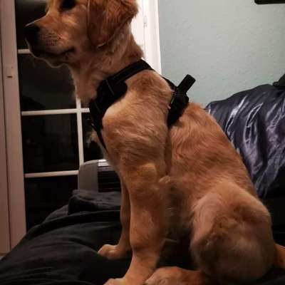 Hundetreffen-Suche Spielgefährten in gleicher Größe-Bild