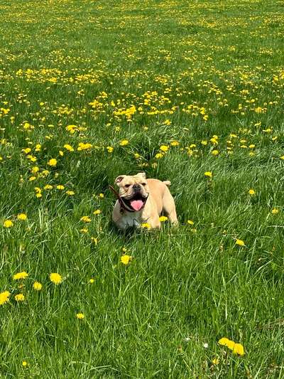 Dogorama Photo Challenge - Frühlingserwachen-Beitrag-Bild