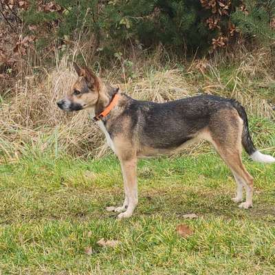 Mischlinge raten - Rätselspaß-Beitrag-Bild