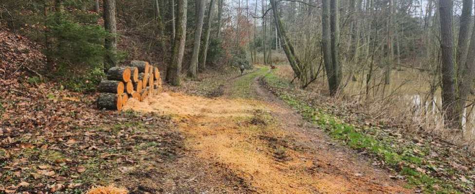 Hundetreffen-Gemeinsame Gassirunde für große und agile Hunde-Bild