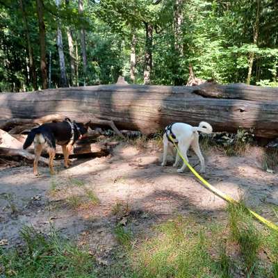 Hundetreffen-Gassi - Spielrunde im Zeißigwald Nähe Stadion Chemnitz-Bild