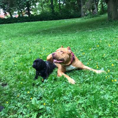 Hundetreffen-Gassi/Spielrunde-Profilbild