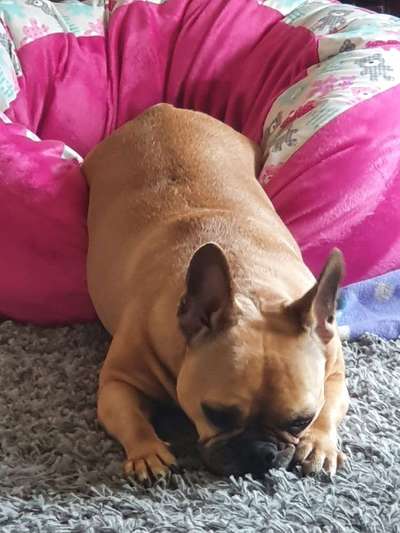 Zeigt her eure Frenchi-Beitrag-Bild