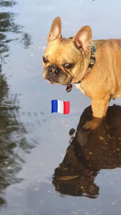 Zeigt her eure Frenchi-Beitrag-Bild